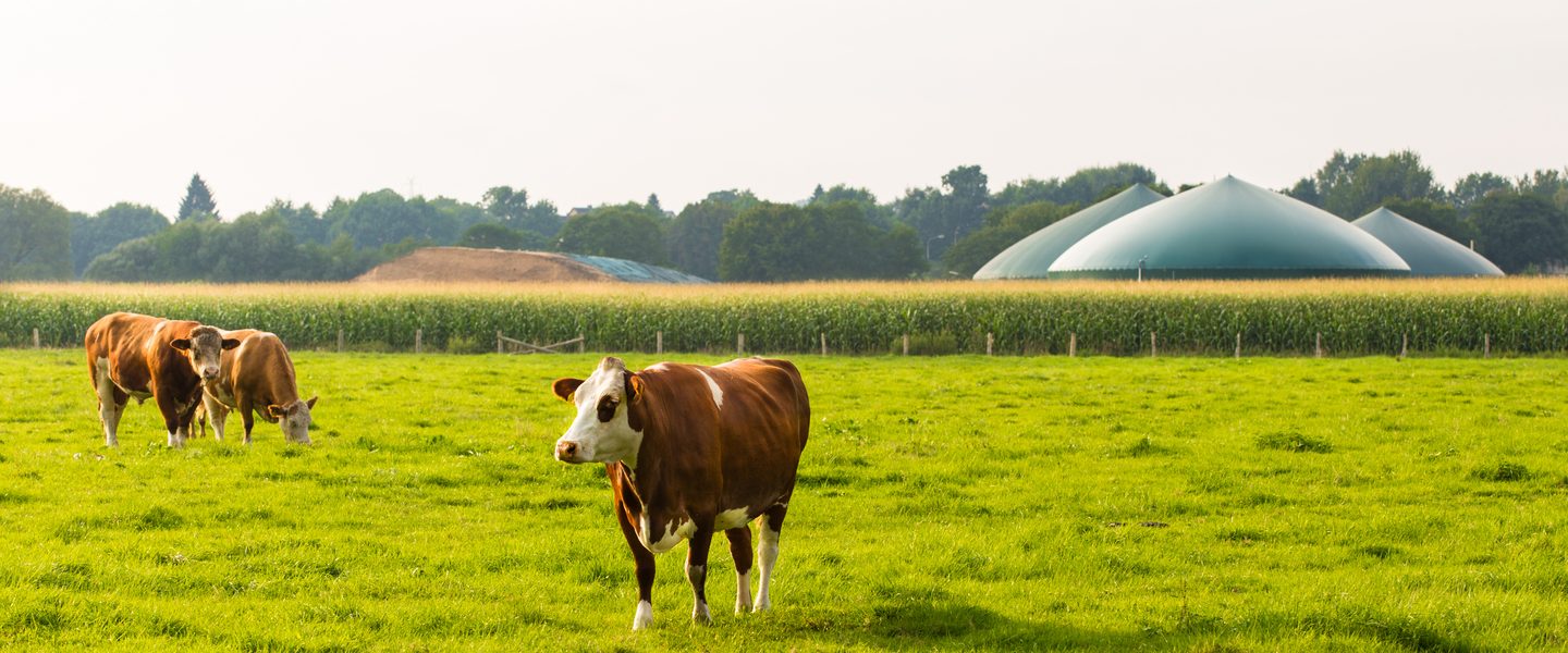 Field, Grassland, Nature