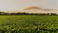 Field, Horizon, Nature