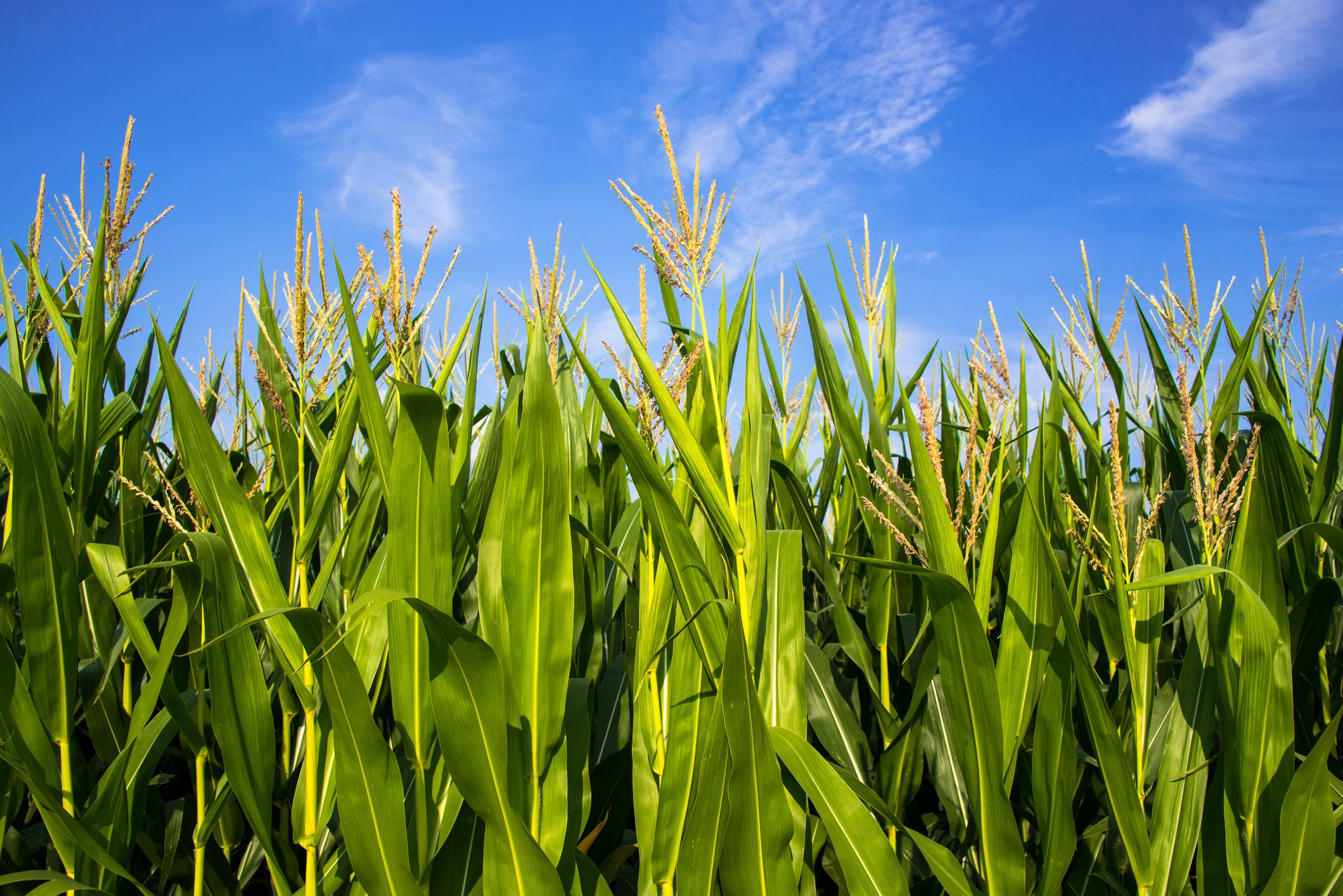 Field, Plant, Agriculture