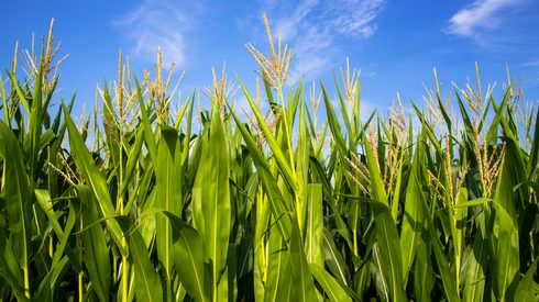 Field, Plant, Agriculture