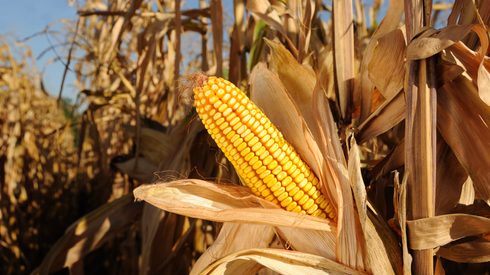 Corn, Food, Grain