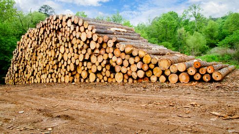 Lumber, Wood, Plant