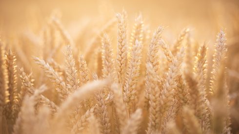 Sunlit wheat field