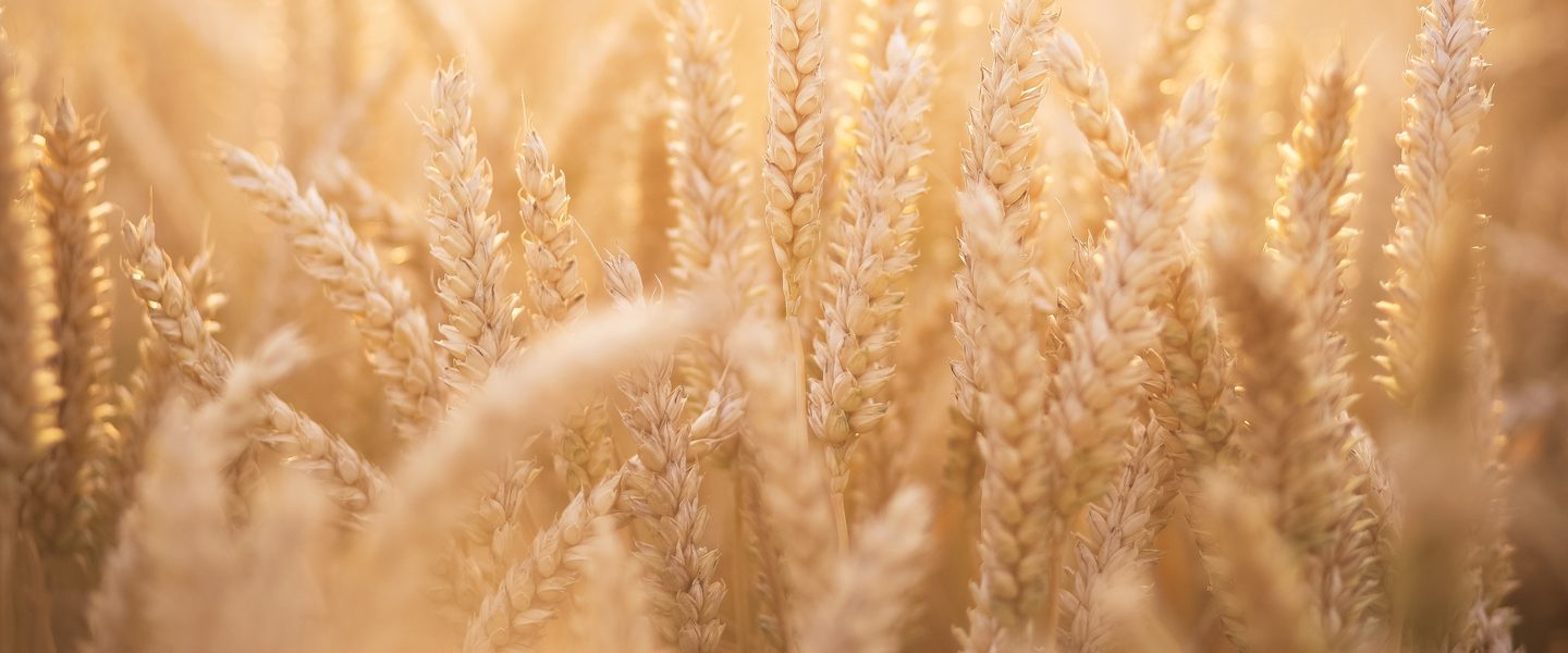 Sunlit wheat field