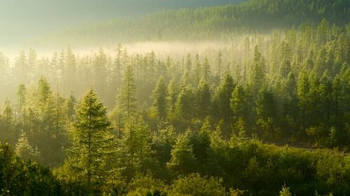 A misty forest