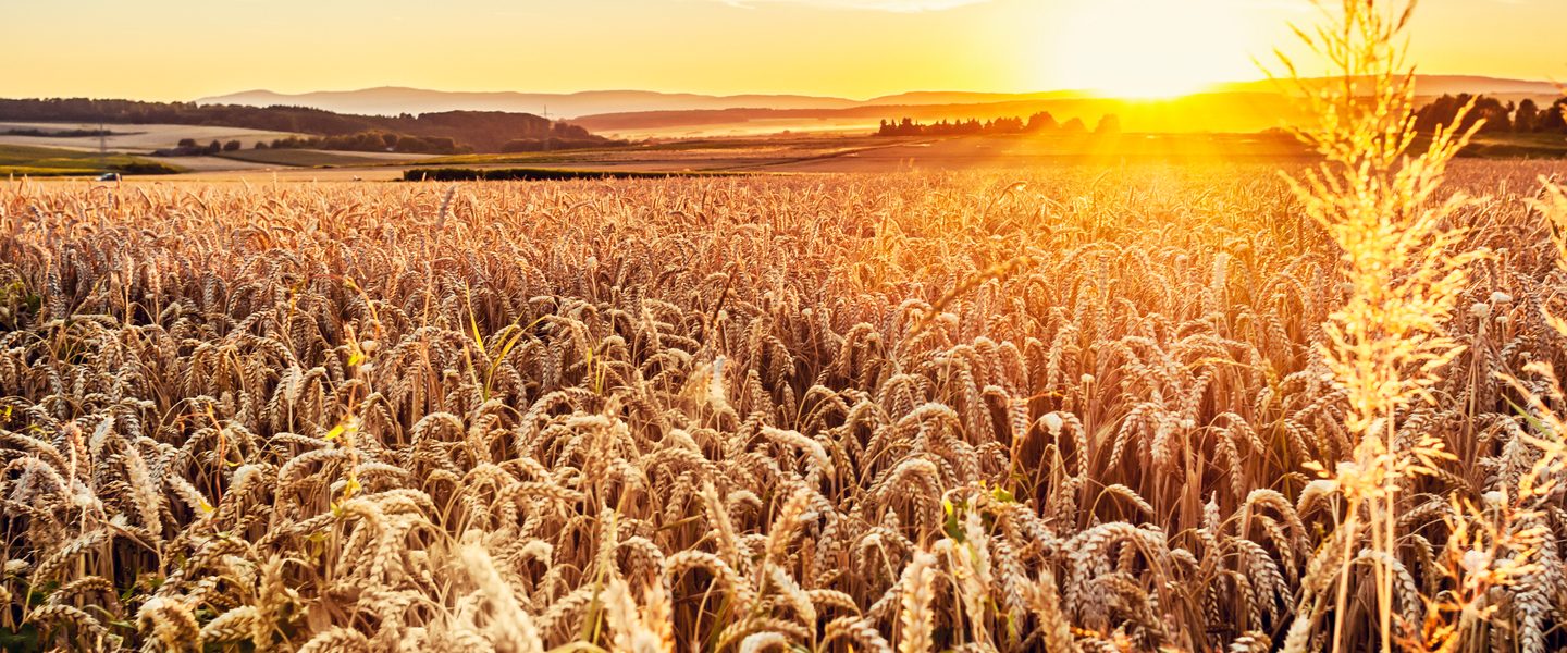 Ukraine production of wheat, corn and barley