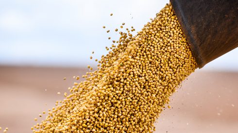 soybeans being unloaded after the harvest