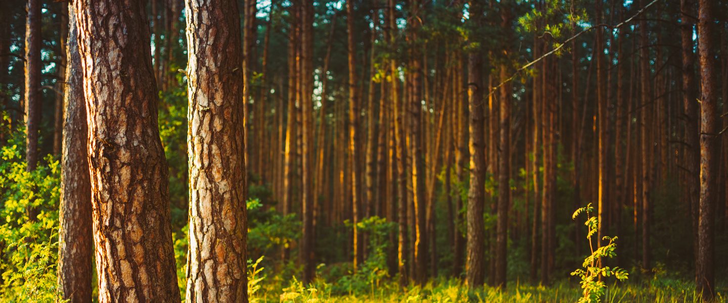 A timber forest, forest products production