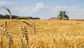 Ears of wheat in a field after harvest with tractor plowing in the background