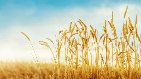 Plant, Field, Food, wheat