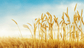 Plant, Field, Food, wheat