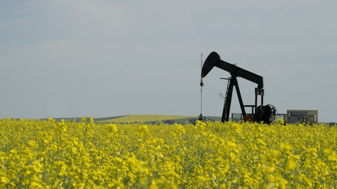 Canola field